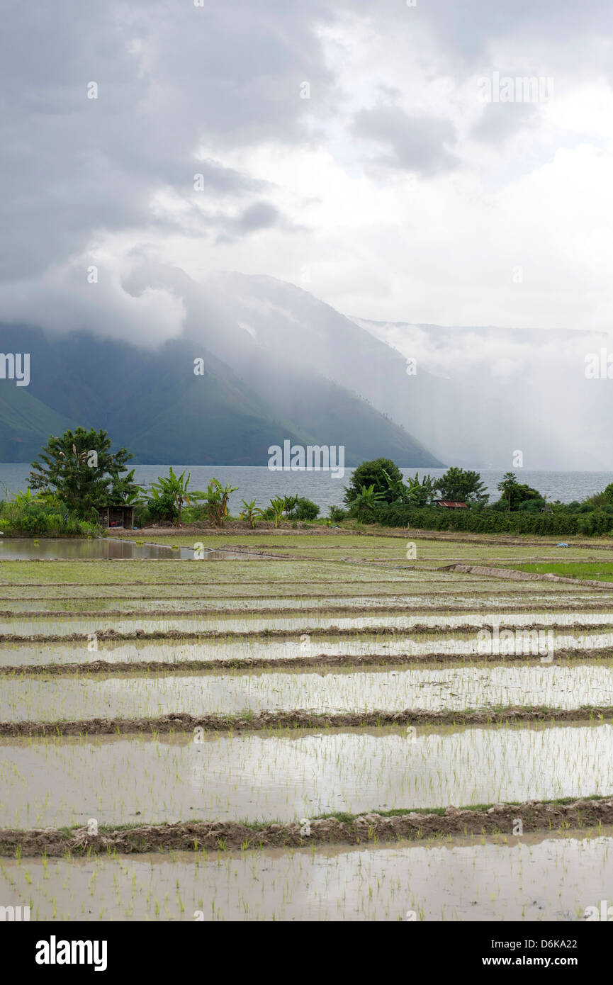 Rice paddy fields, Lake Toba from Samosir Island, Sumatra, Indonesia, Southeast Asia Stock Photo