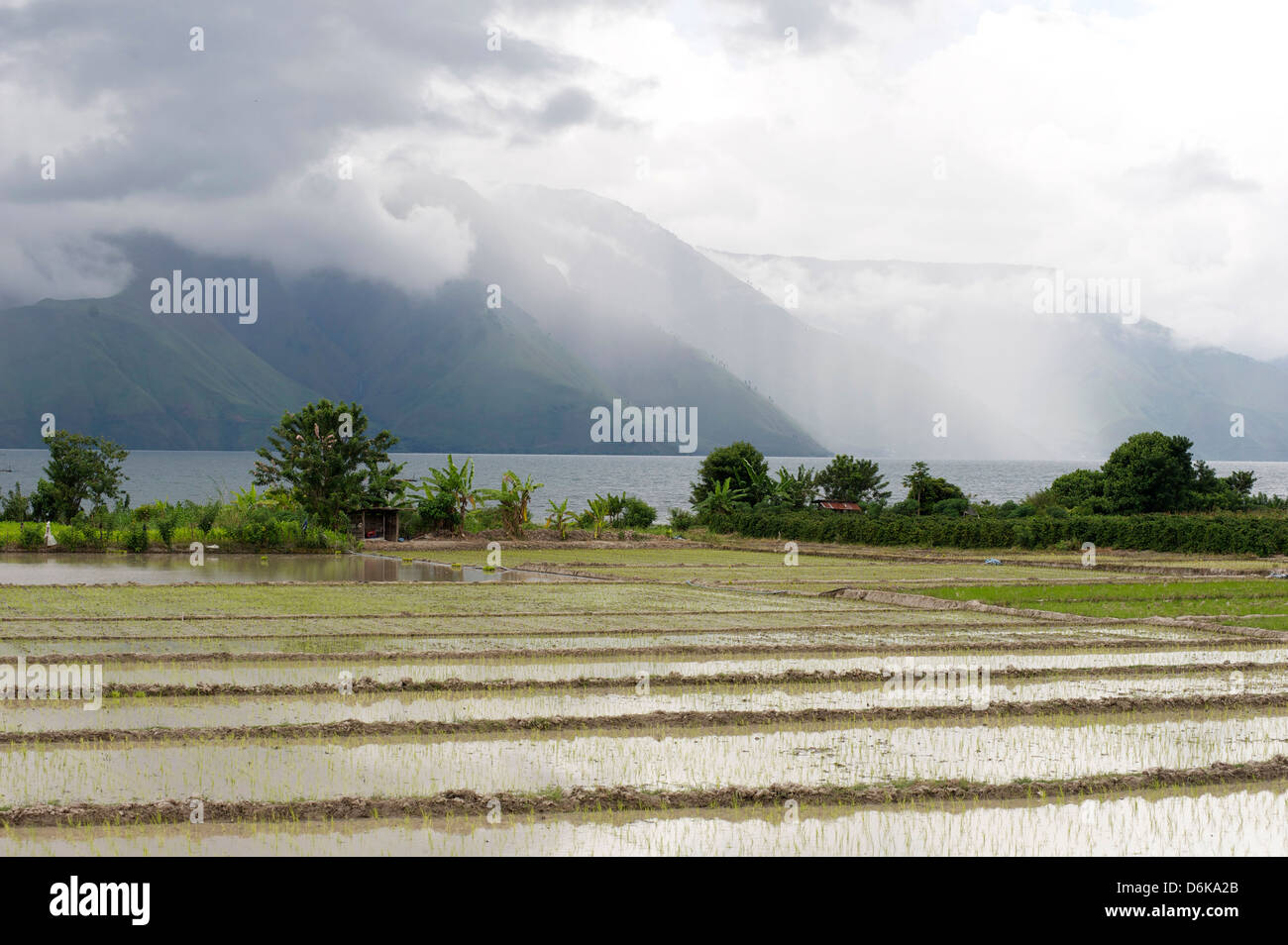 Rice paddy fields, Lake Toba from Samosir Island, Sumatra, Indonesia, Southeast Asia Stock Photo
