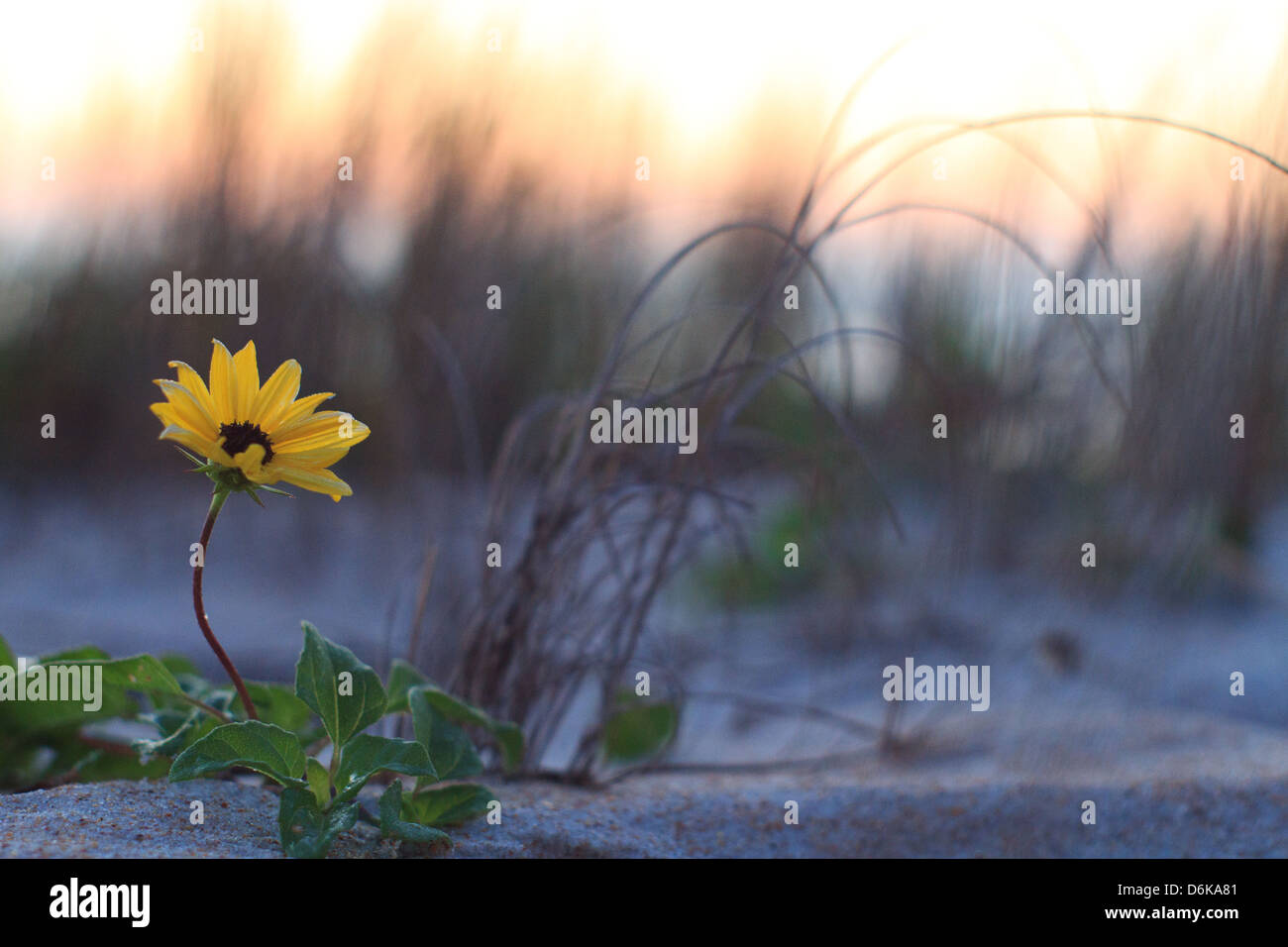 Ormond beach hires stock photography and images Alamy