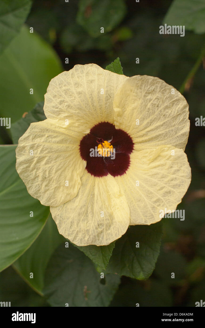 photo of a pale yellow hibiscus on the north shore of oahu Stock Photo