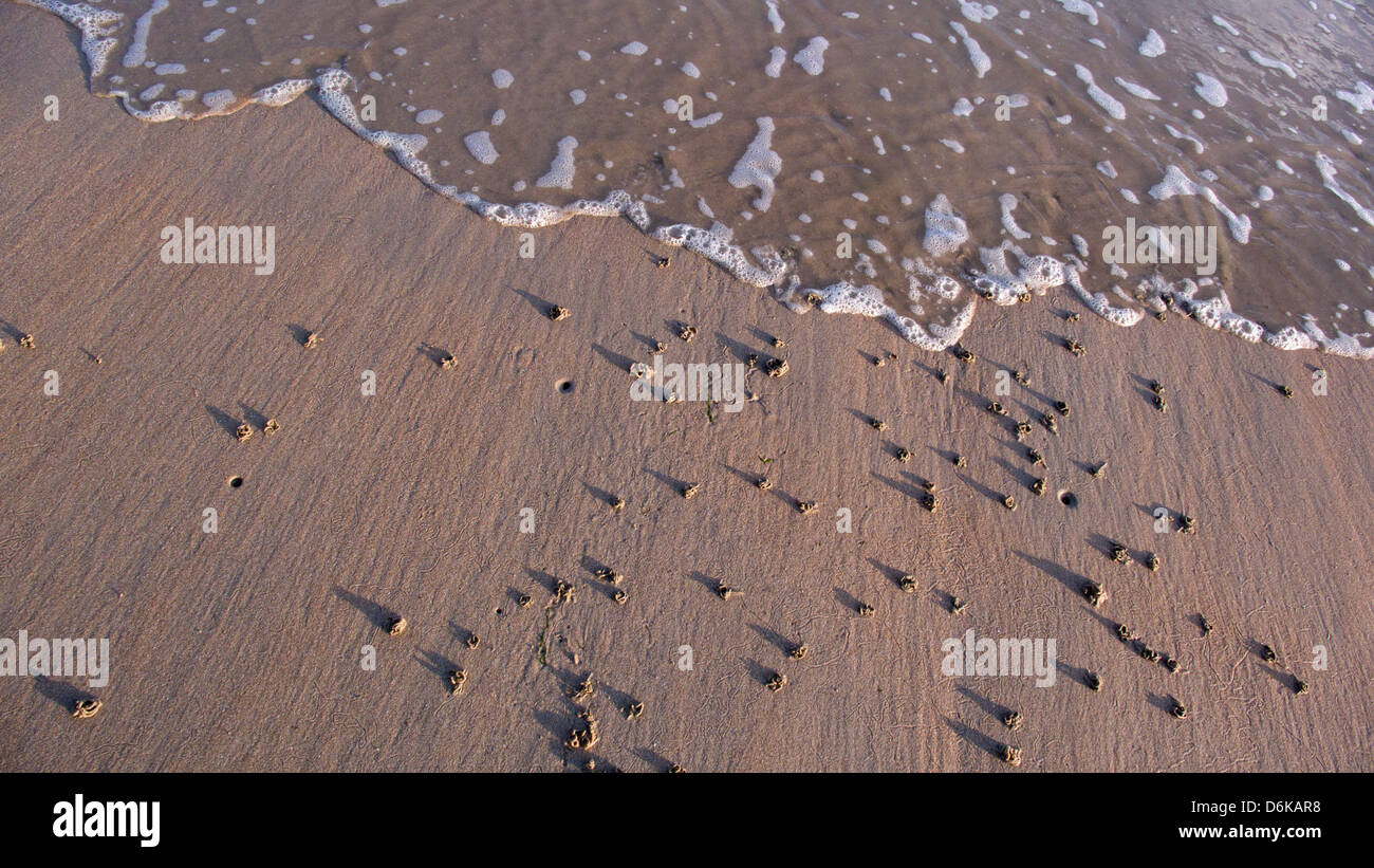 Worm casts on sandy beach, surf, Normandy, France, long morning shadows Stock Photo