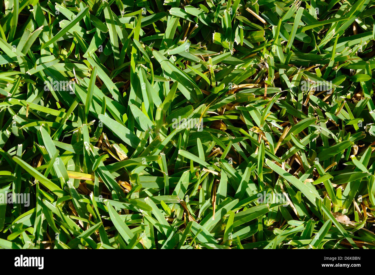 Mediterranean grass hires stock photography and images Alamy