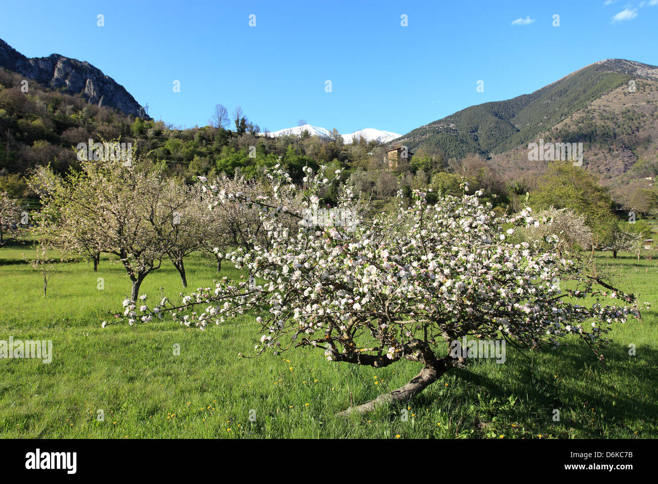 Typical blossom flowers in the Mercantour national park Stock Photo