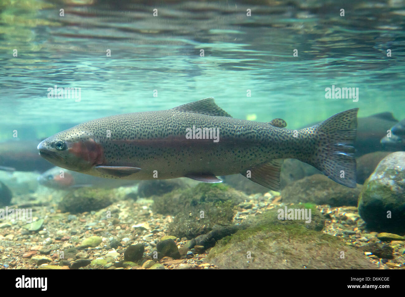 Swimming fresh trout in Tongariro National trout Centre, Turangi,New Zealand, Stock Photo