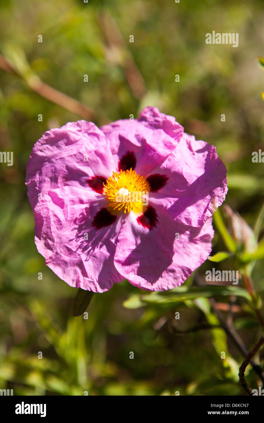 pink and yellow cistus flowers in the garden Stock Photo