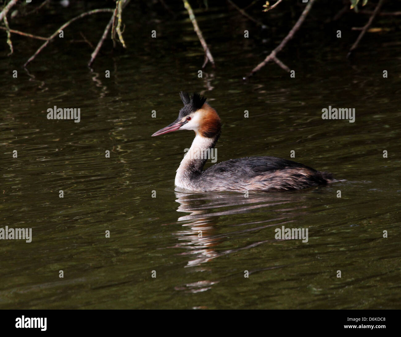 Detailed portrait of a swimming adult Great Crested Grebe (Podiceps cristatus) in breeding plumage Stock Photo