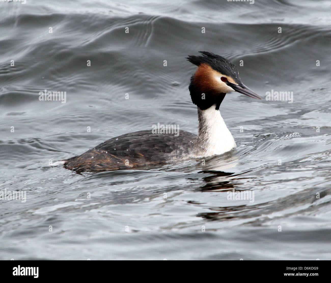Detailed portrait of a swimming adult Great Crested Grebe (Podiceps cristatus) in breeding plumage Stock Photo