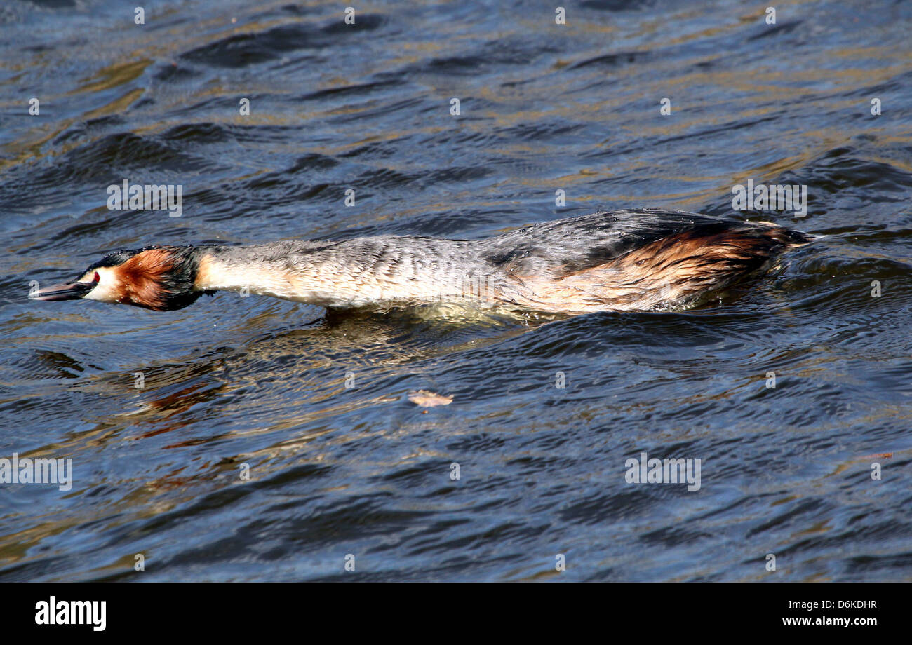 Detailed portrait of a swimming adult Great Crested Grebe (Podiceps cristatus) in courtship display Stock Photo