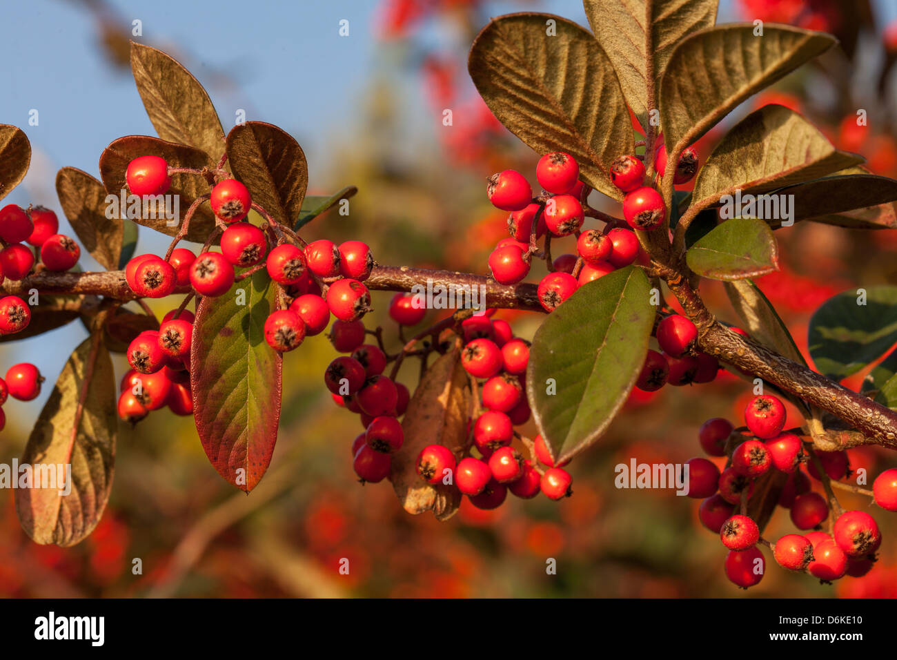 Red cotoneaster berries in a winter garden Stock Photo