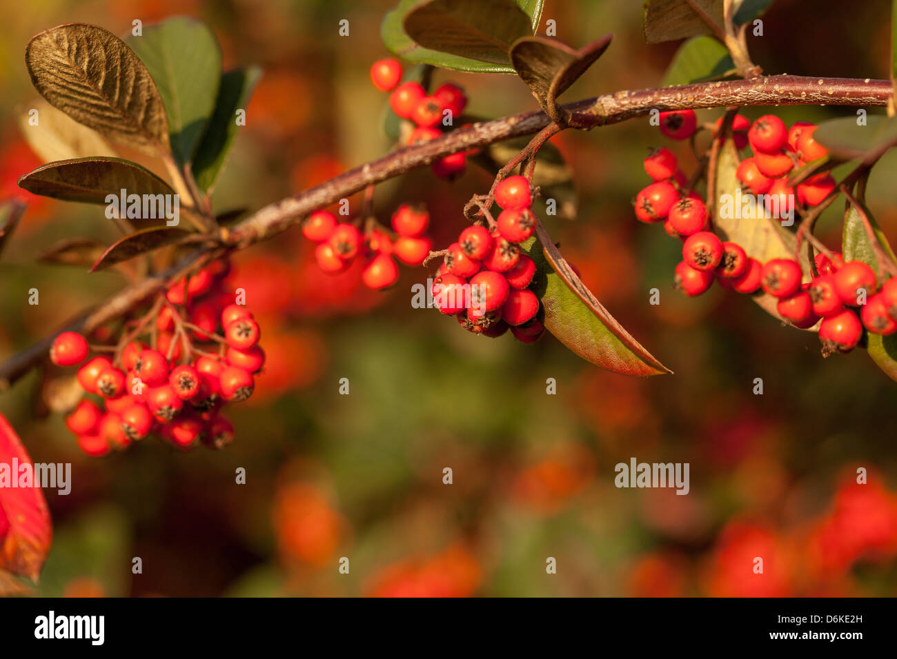 Red cotoneaster berries in a winter garden Stock Photo