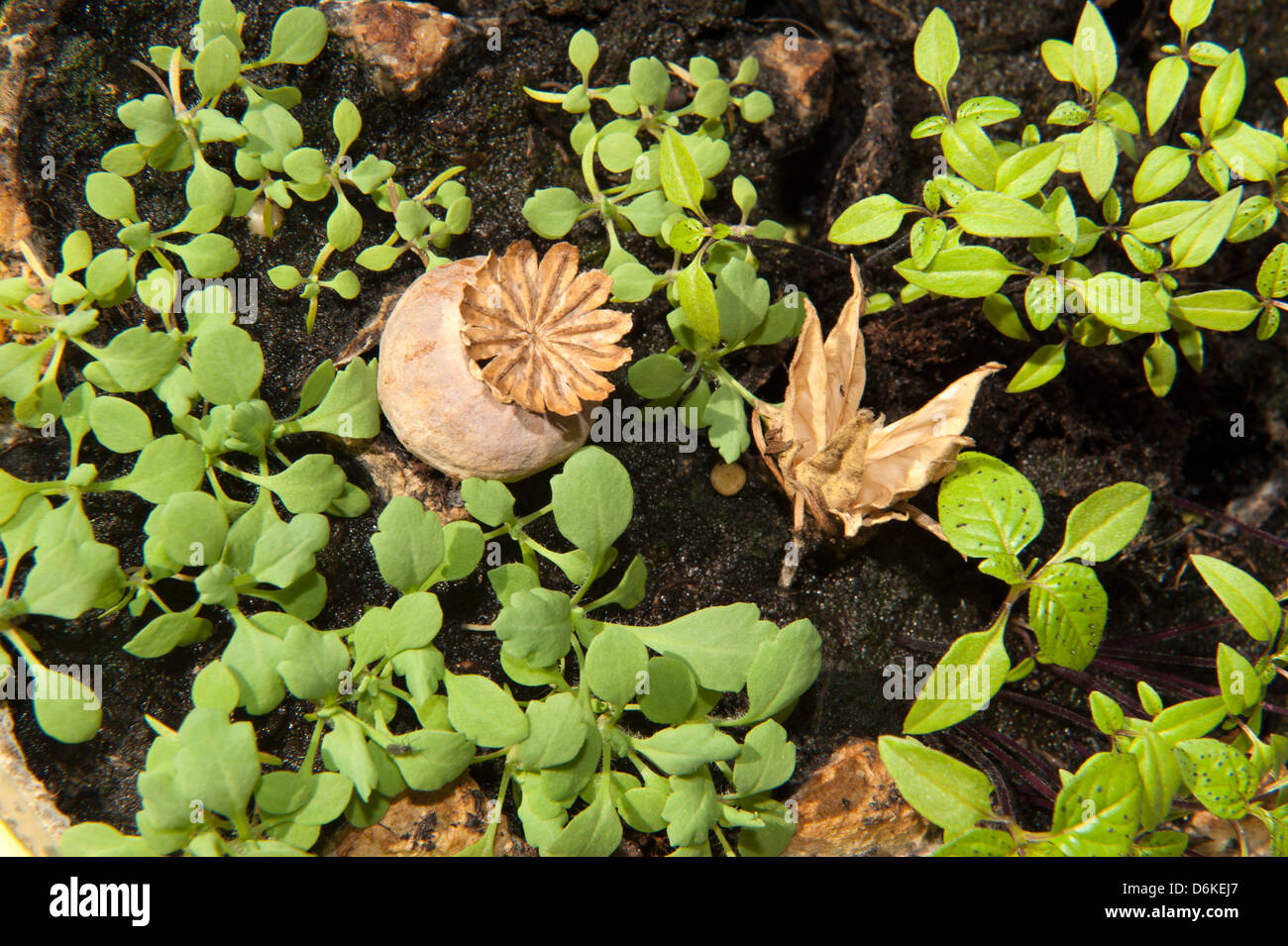 Cuttings of poppy seed and Columbine (Akelei) in close up Stock Photo