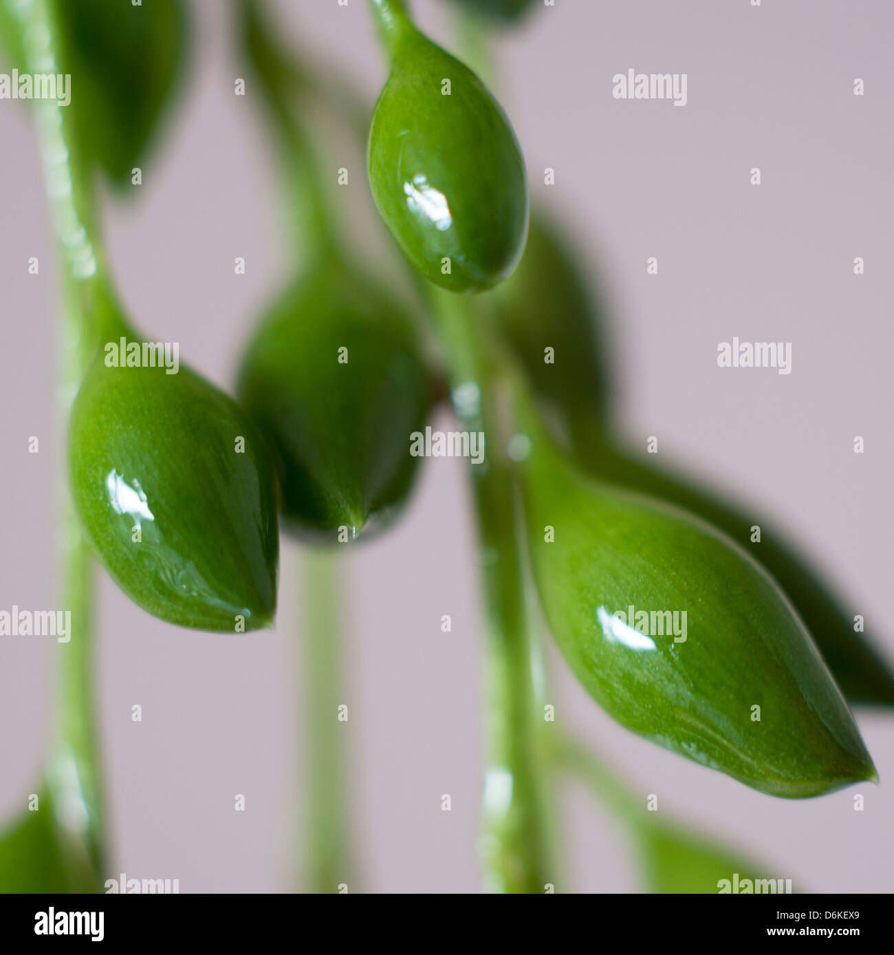Creeping Berry (Senecio Radicans) hanging free and in closeup Stock ...
