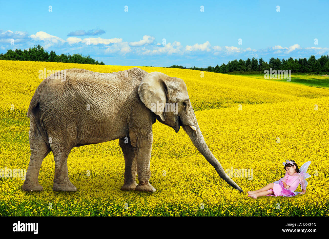 African elephant with fairy in yellow canola flower field. Stock Photo