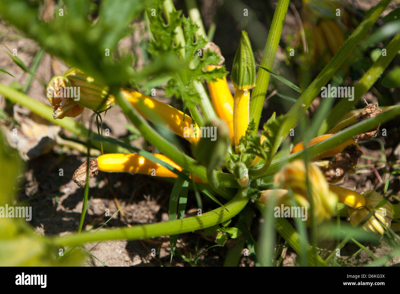zucchini flowers and fruits in the spring garden Stock Photo Alamy