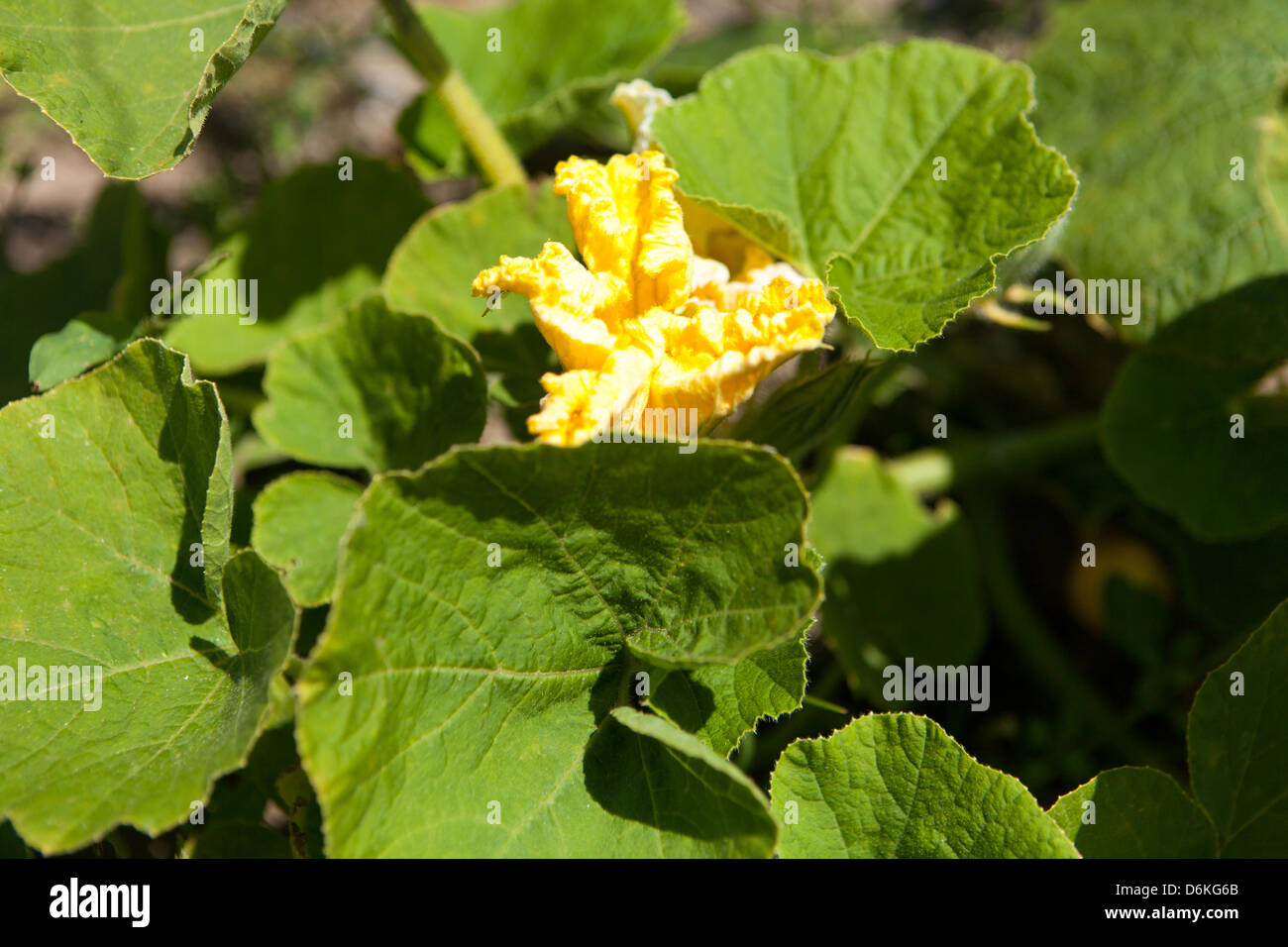 zucchini flowers and fruits in the spring garden Stock Photo Alamy