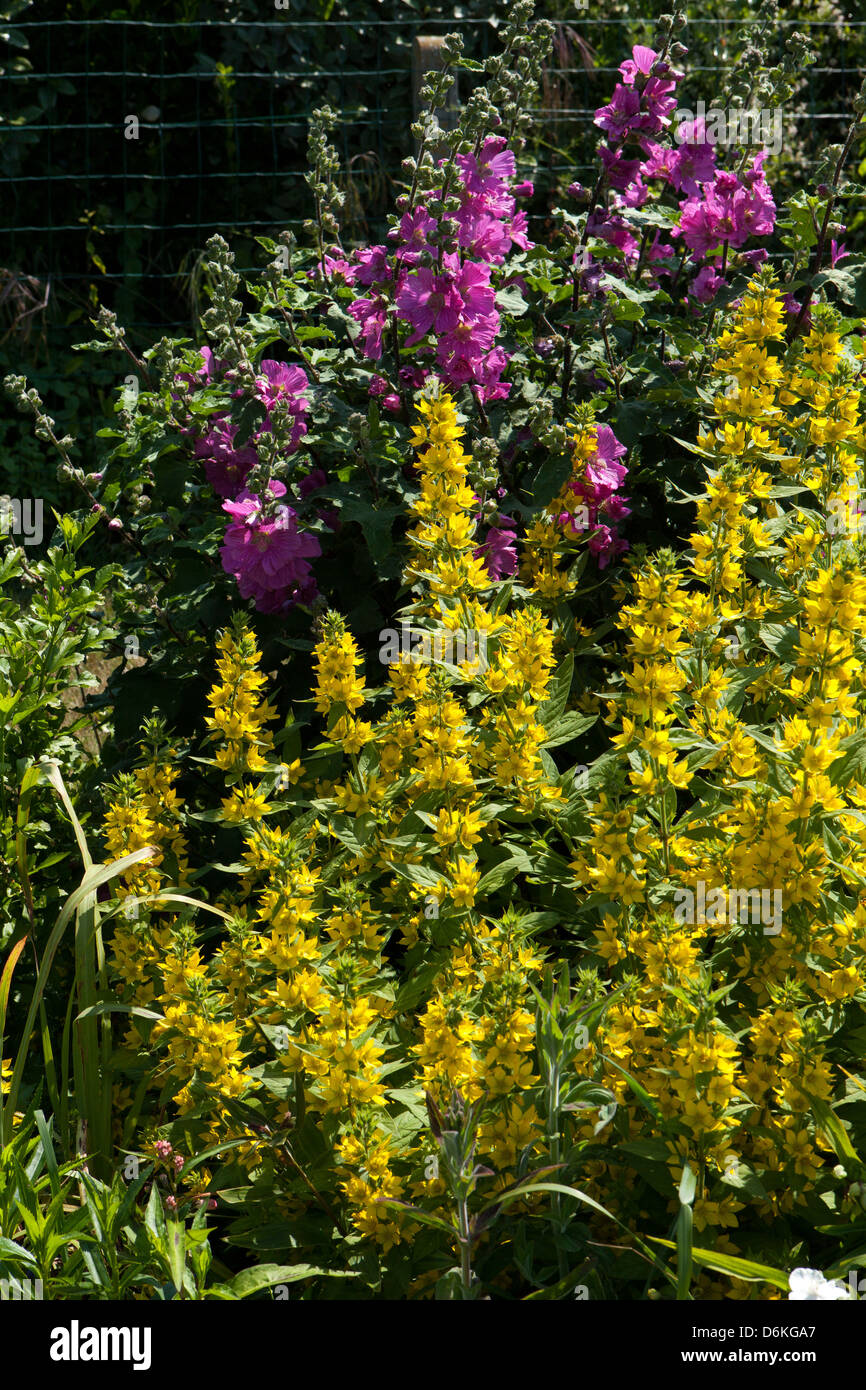 Various flowers hi-res stock photography and images - Alamy