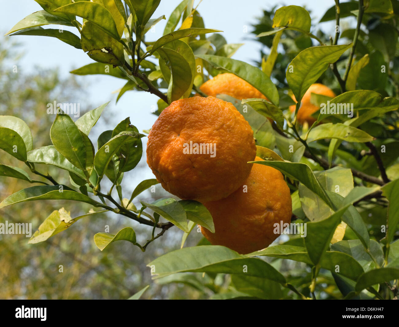 Bitter Orange Tree High Resolution Stock Photography and Images Alamy