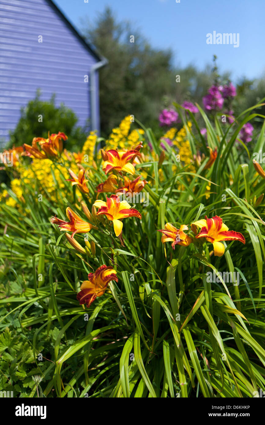 Beautiful blossom red and yellow Hemerocallis with lysimaquia behind a blue wooden house in a peaceful summer garden, Kersiguenou, Brittany, France Stock Photo