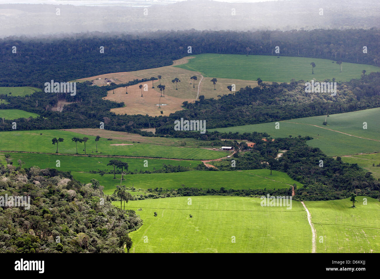 Soy plantation deforestation hi-res stock photography and images - Alamy