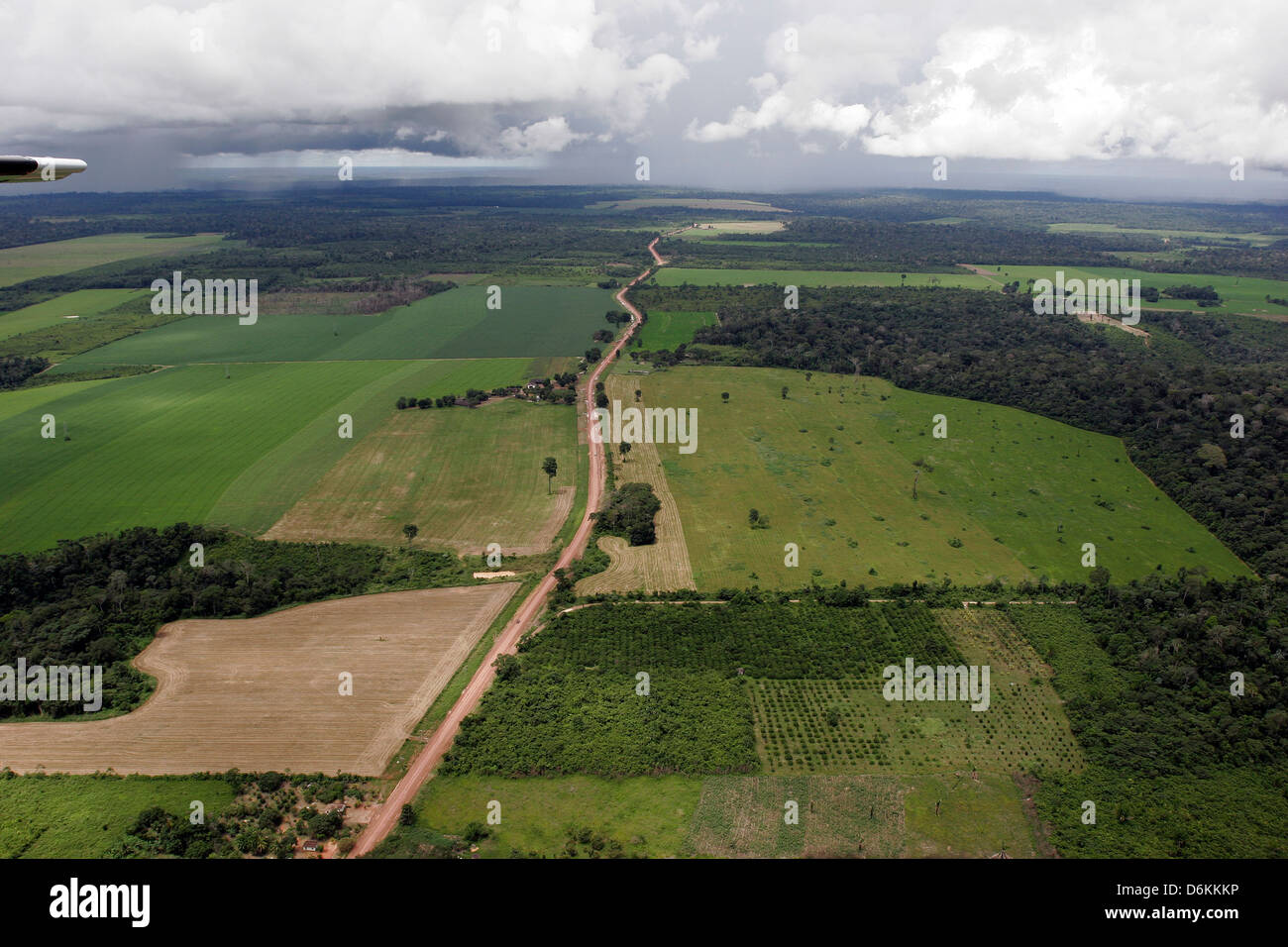Soy plantation encroaches on a surviving strip of Amazon rainforest driving deforestation that fragments habitat, isolates venerable Brazil‑nut trees. Stock Photo