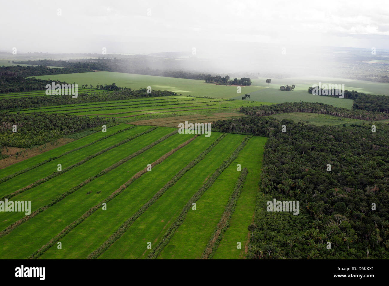 Soy plantation in Amazon rainforest, near Santarem, Para State, Brazil