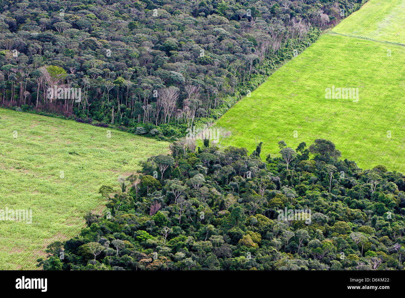 Soy plantation in Amazon rain forest, near Santarem, Para State, Brazil. Deforestation for the agribusiness Stock Photo