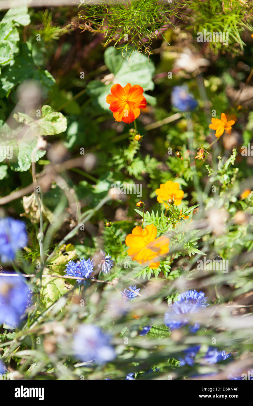 various wild flowers in the summer garden Stock Photo - Alamy