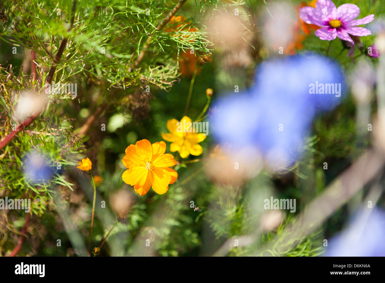 Various flowers hi-res stock photography and images - Alamy