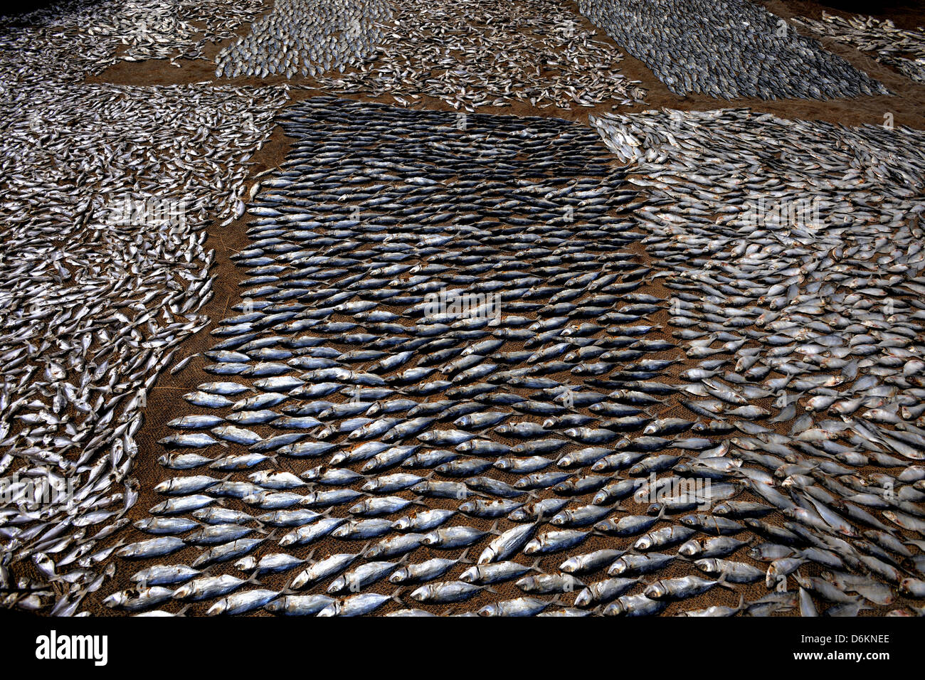 INDIA Goa Colva Beach Men sifting sand from sun dried fish in baskets in  the late afternoon Stock Photo - Alamy