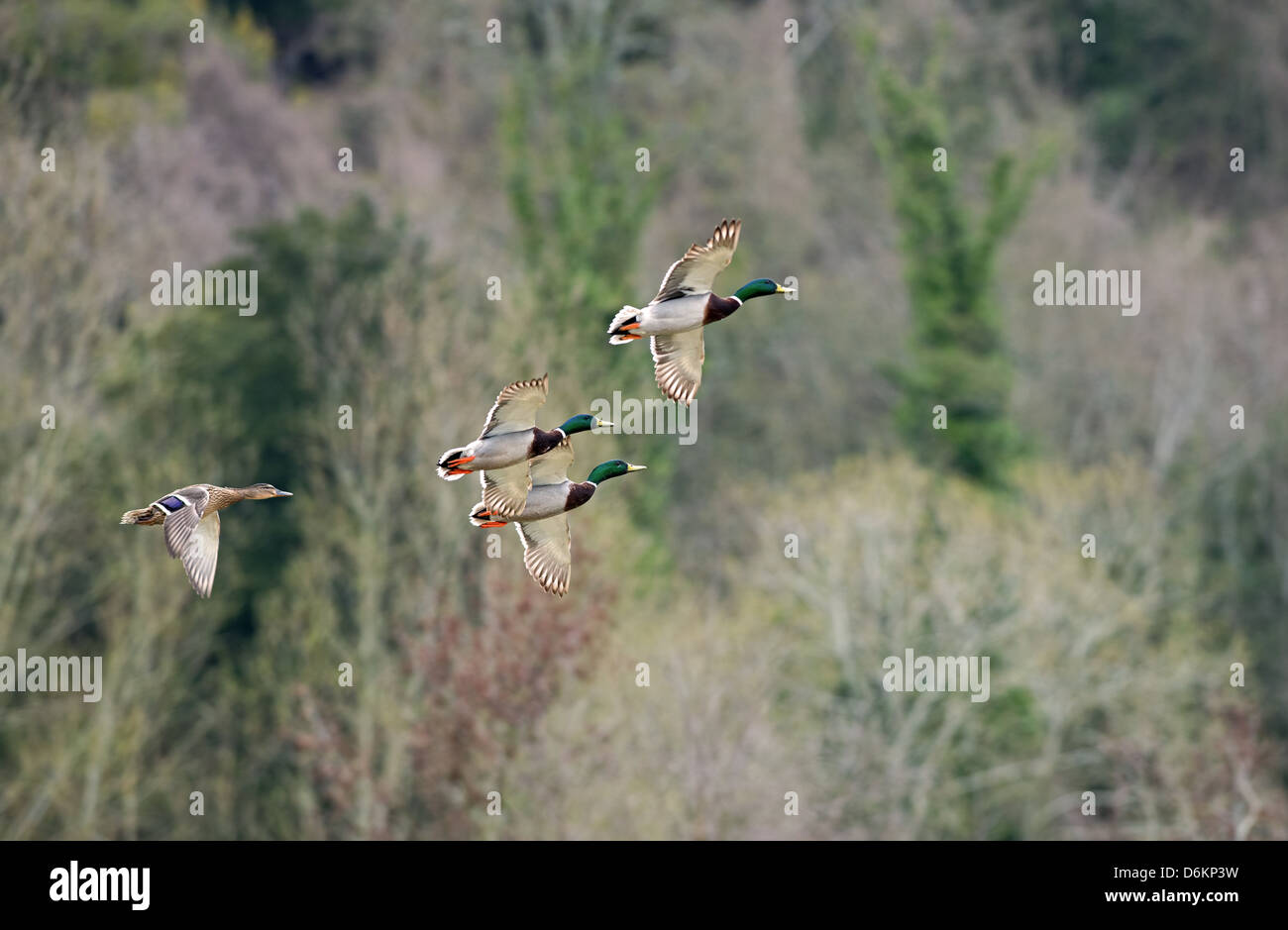 Mallard Drakes And Female, Anas platyrhynchos,In Flight. Spring. UK Stock Photo