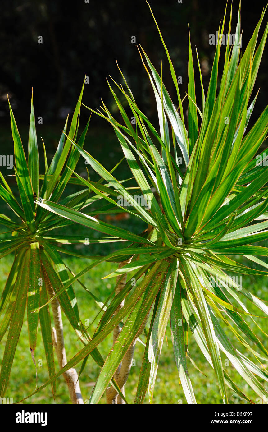palm majesty plant Majesty Palm | Ravaena Rivularis | 10