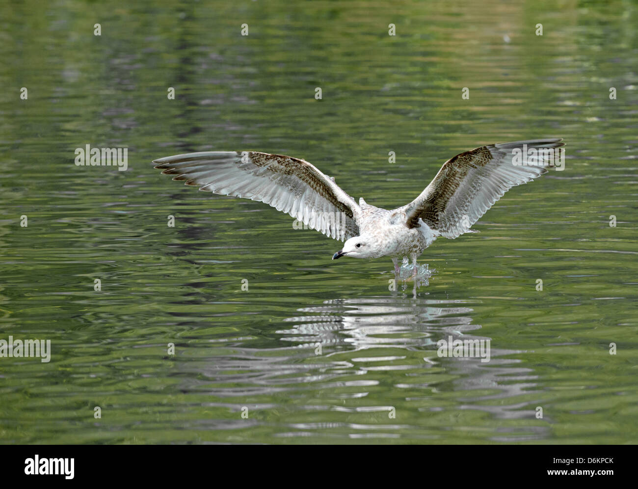 Juvenile herring gull hires stock photography and images Alamy