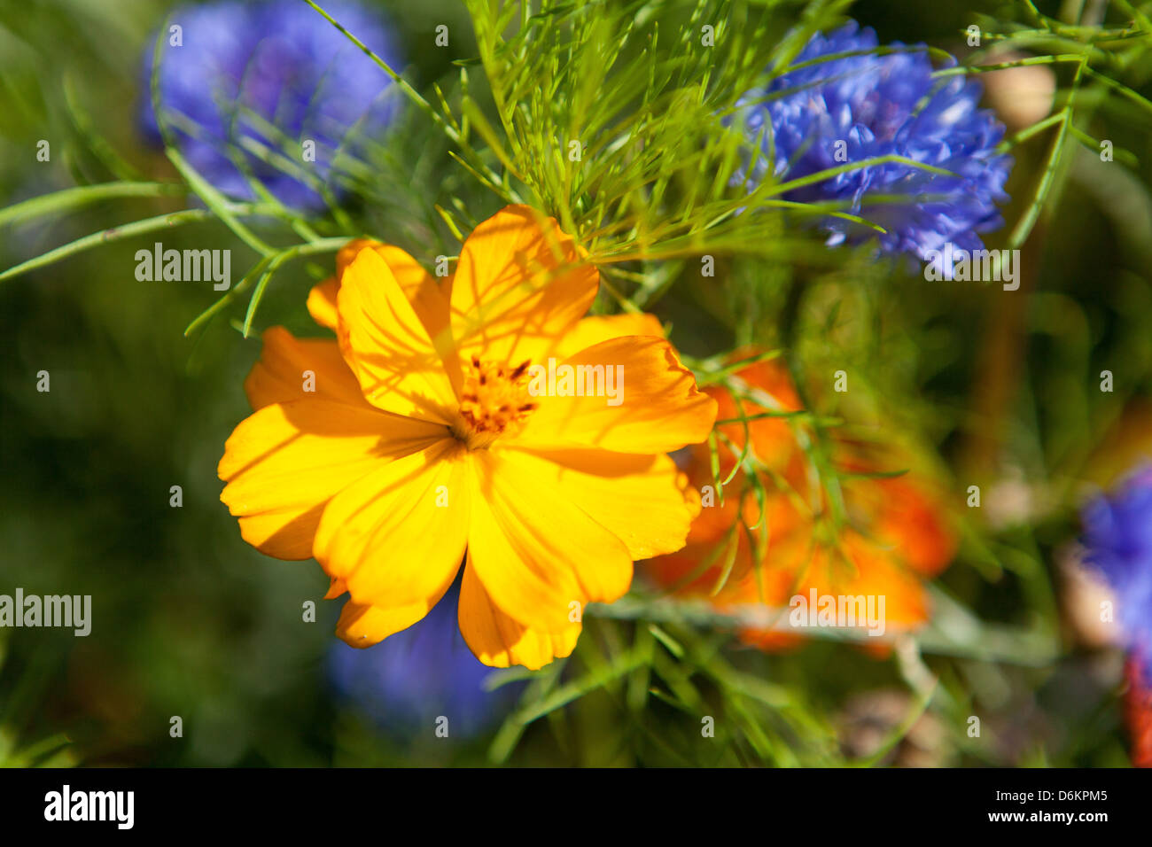 Beautiful rare yellow Cosmos with blue cornflower in a wild summer garden at Kersiguenou, Brittany, France Stock Photo