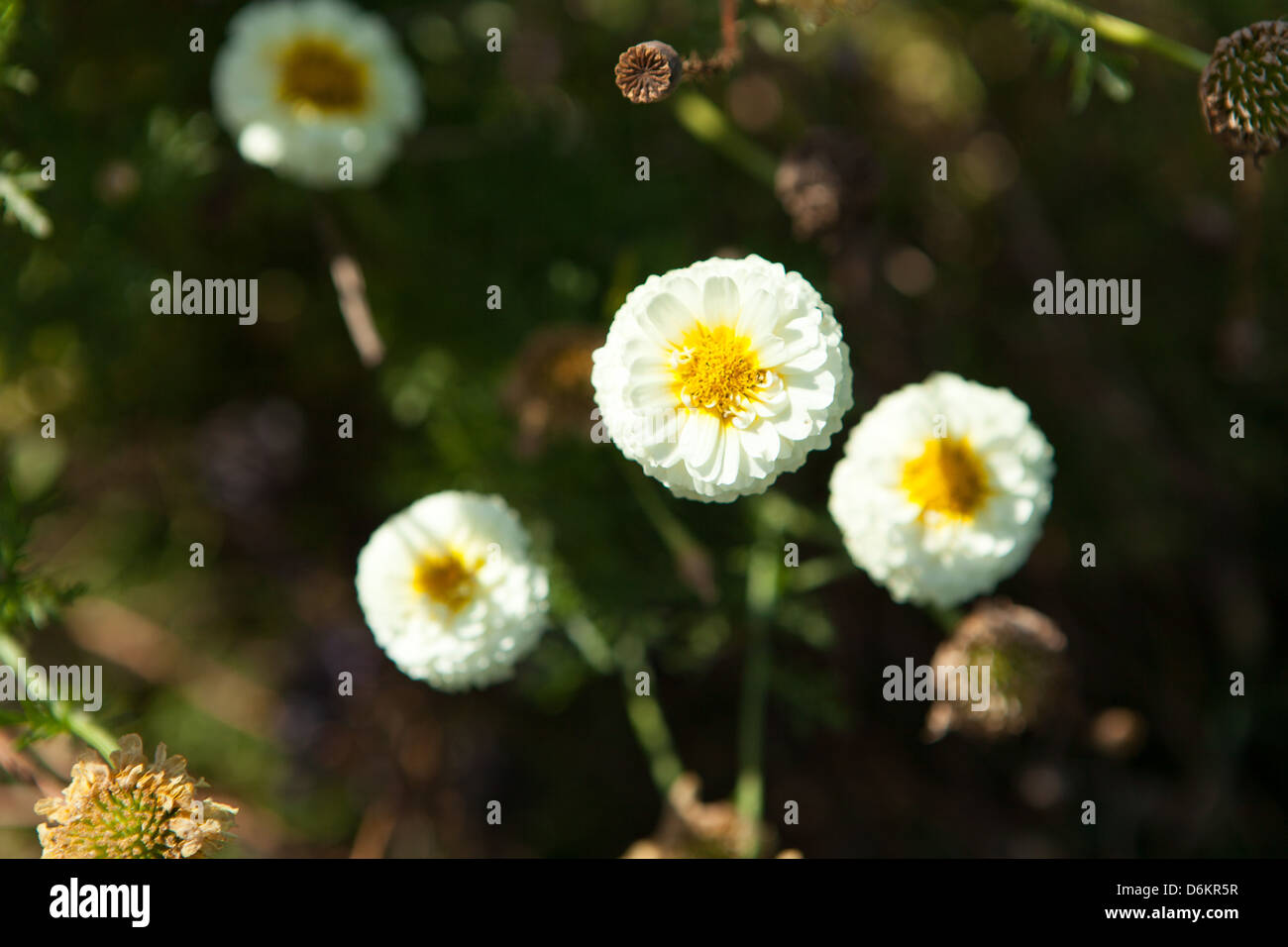 Various flowers hi-res stock photography and images - Alamy
