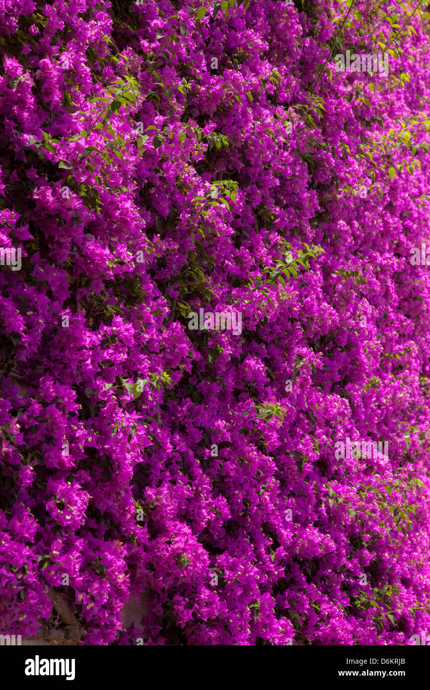 Wall of colorful purple flowers in Positano, Campania Italy Stock Photo
