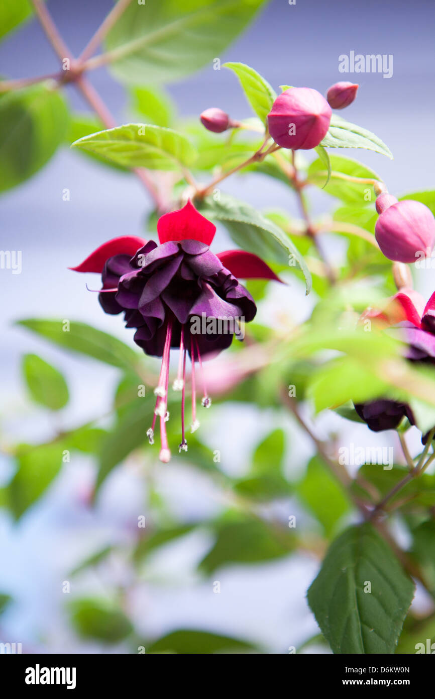Magnificent blossom of dark purple and pink multiple fuchsia flowers in a summer garden at Kersiguenou, Brittany, France Stock Photo