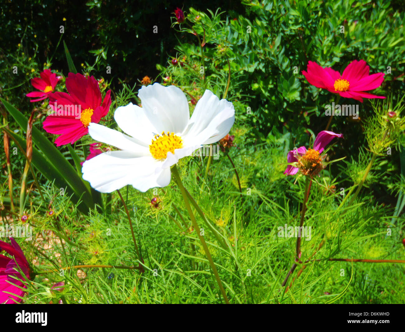 Beautiful white and purple Cosmos in a quiet garden in Brittany, France ...