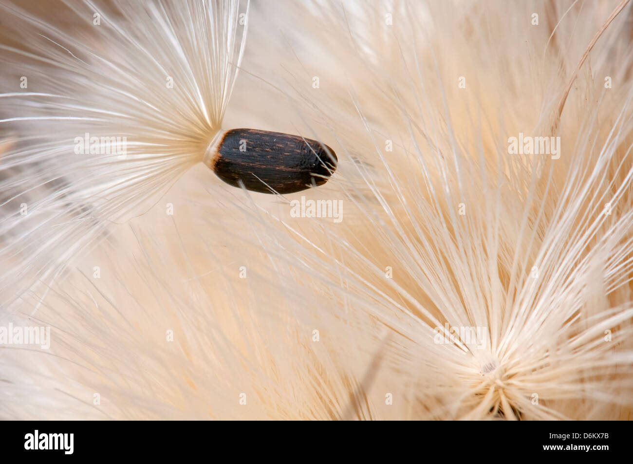 Seed, Dispersal by wind Stock Photo