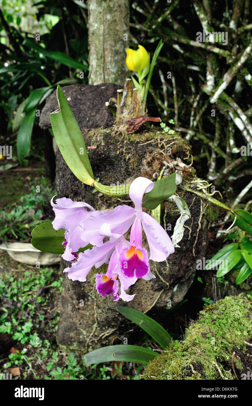 Orchid - Fundacion BATAN in San Agustin. Department of Huila. COLOMBIA Stock Photo