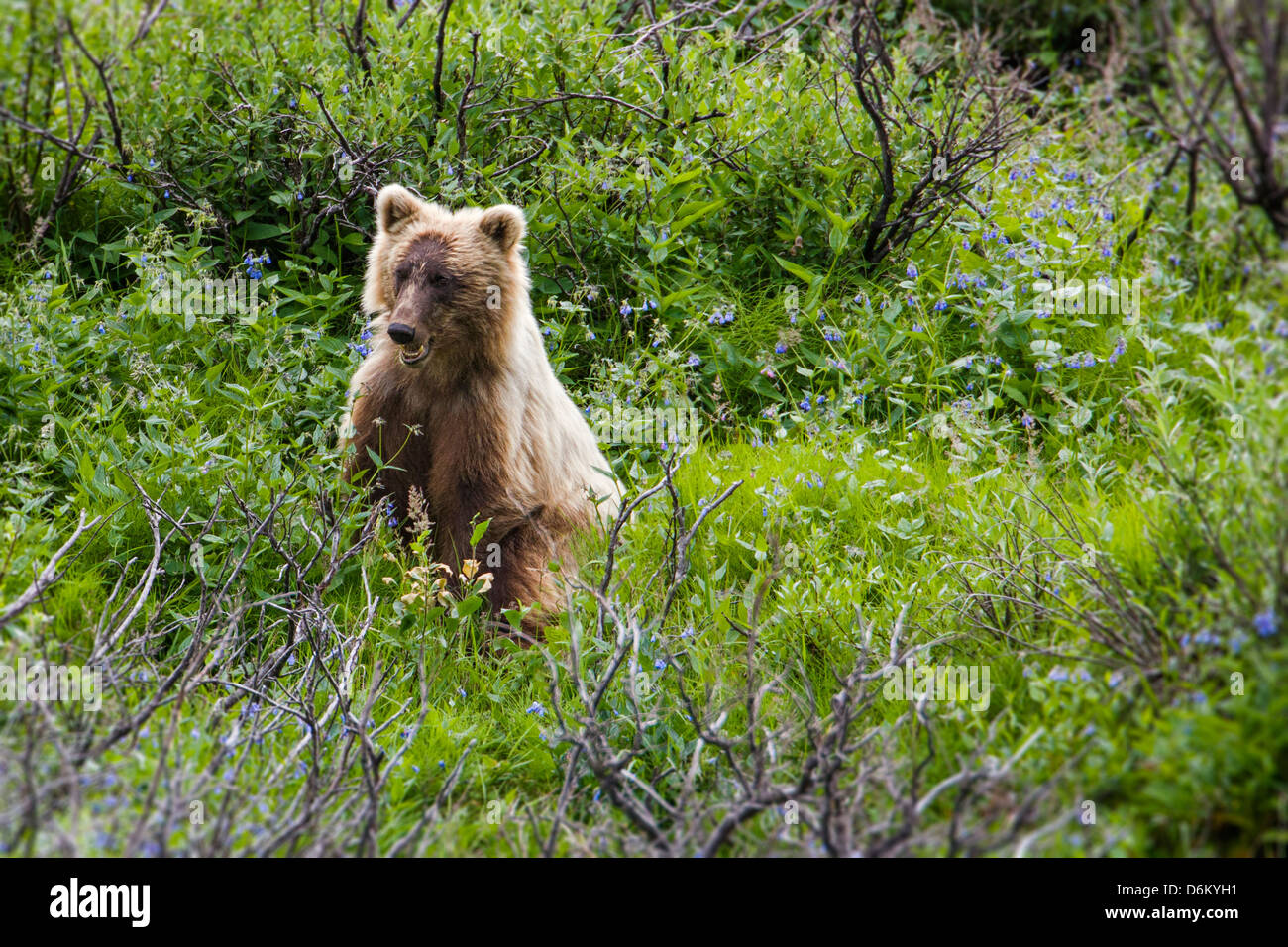 Grizzly bear (Ursus arctos horribilis), near Cathedral Mountain, Denali