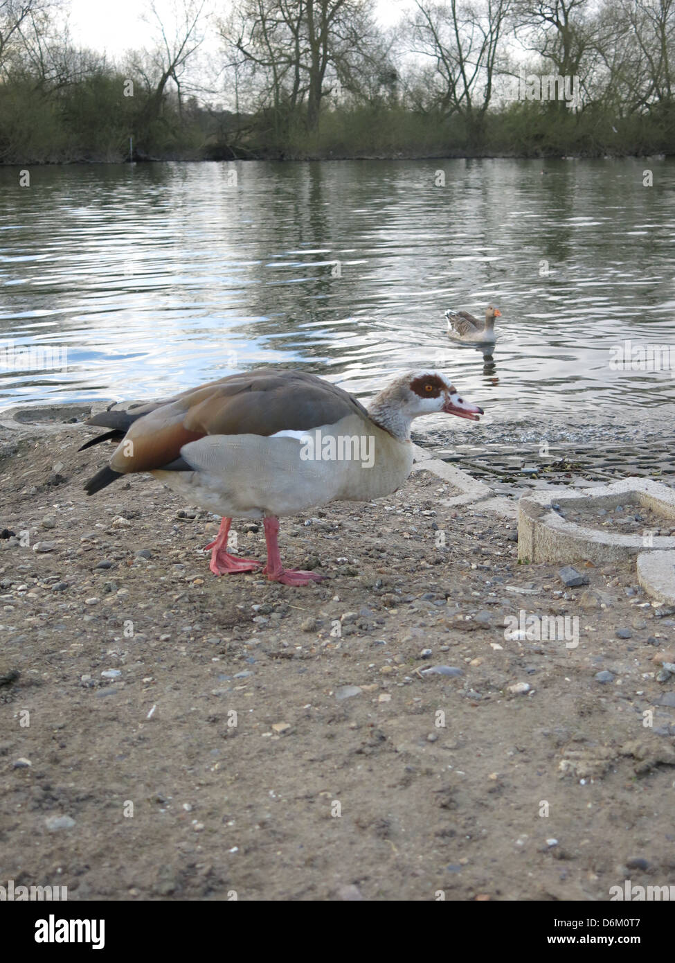 Egyptian Goose By The River Thames, Reading, Berkshire. Stock Photo