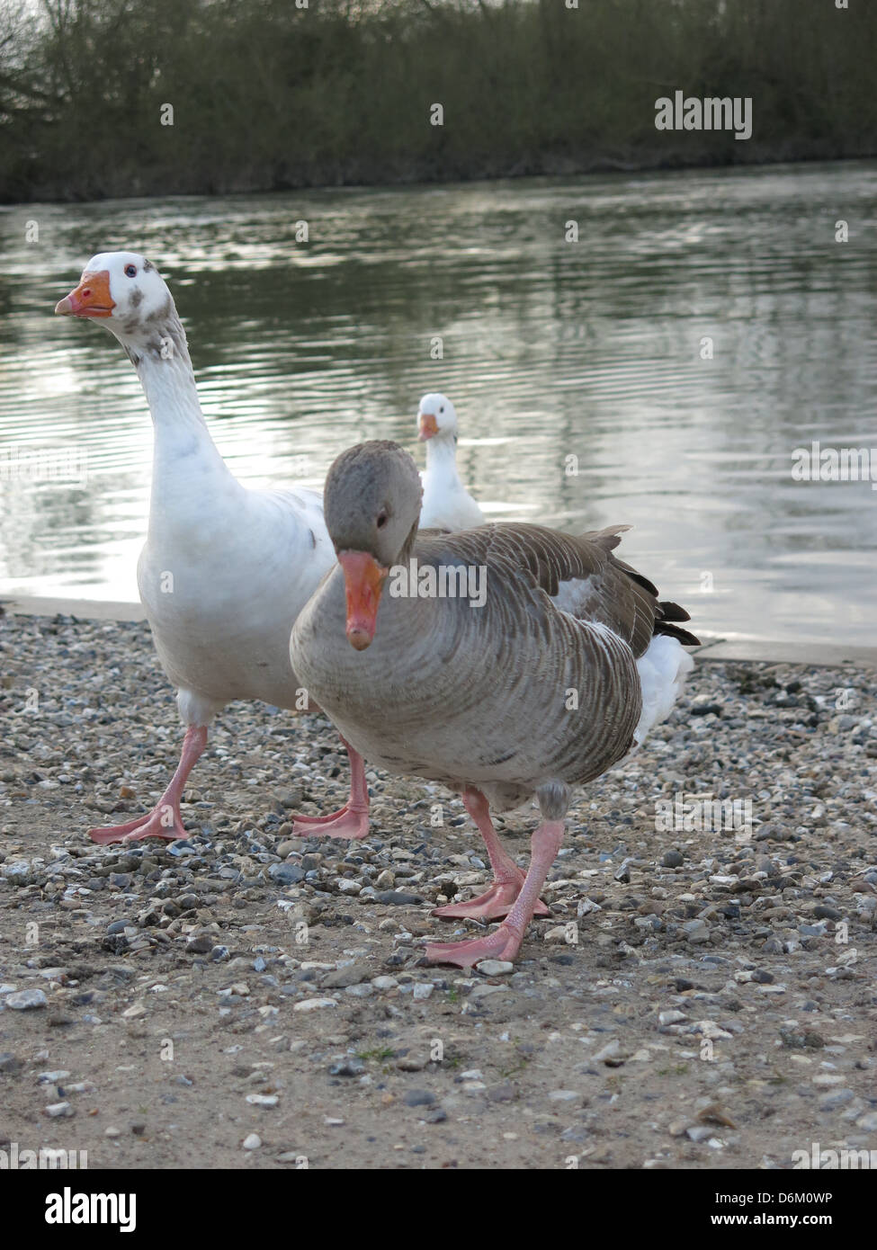 Race You - Geese by The River Thames, Reading, Berkshire. Stock Photo