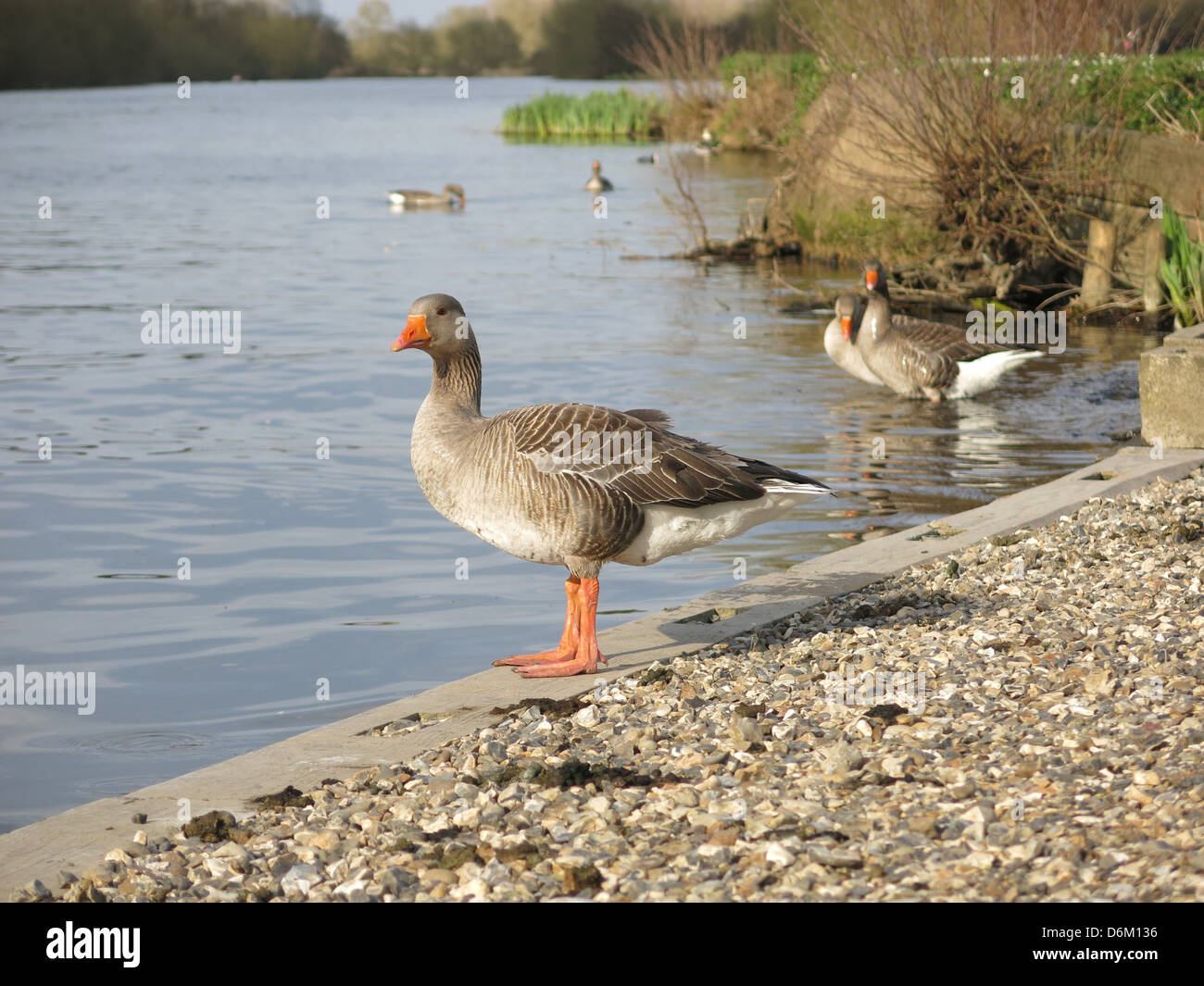 Greylag Geese by The River Thames, Reading Berkshire. Stock Photo