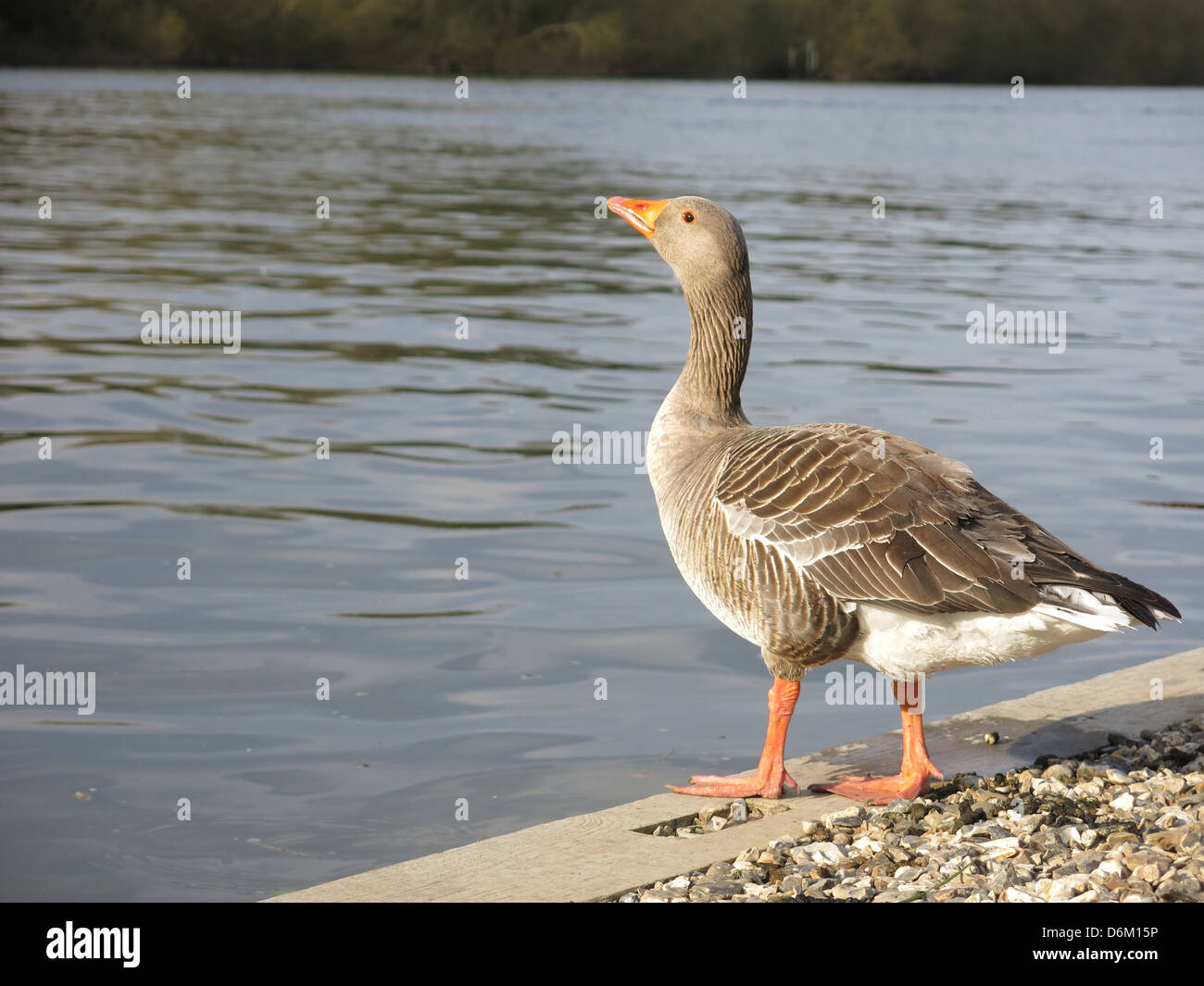 Greylag Goose by The River Thames, Reading Berkshire. Stock Photo
