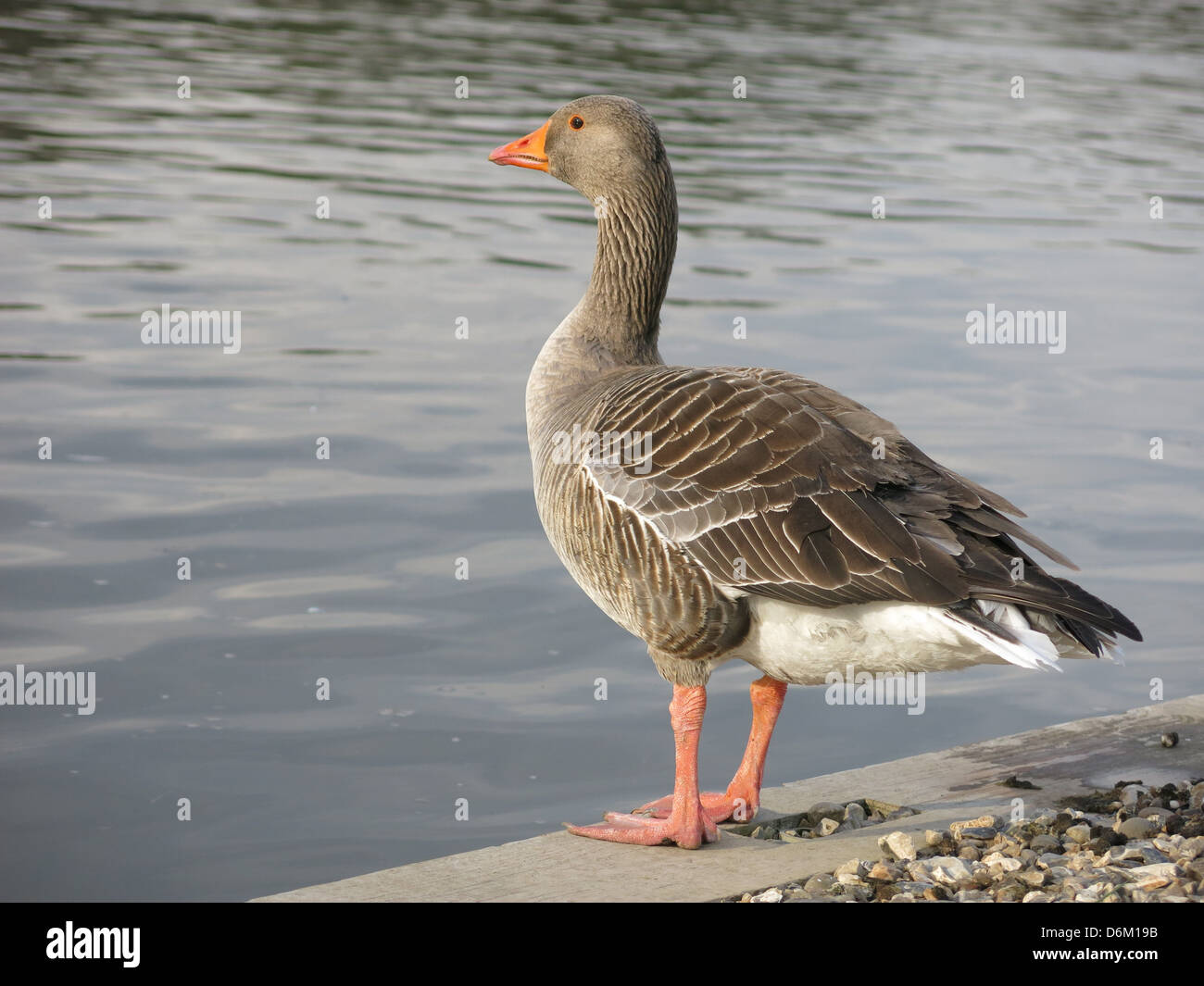 Greylag Goose by The River Thames Stock Photo