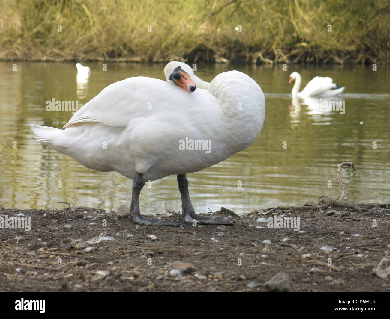 Swan Preening by The River Thames, Reading, Berkshire. Stock Photo