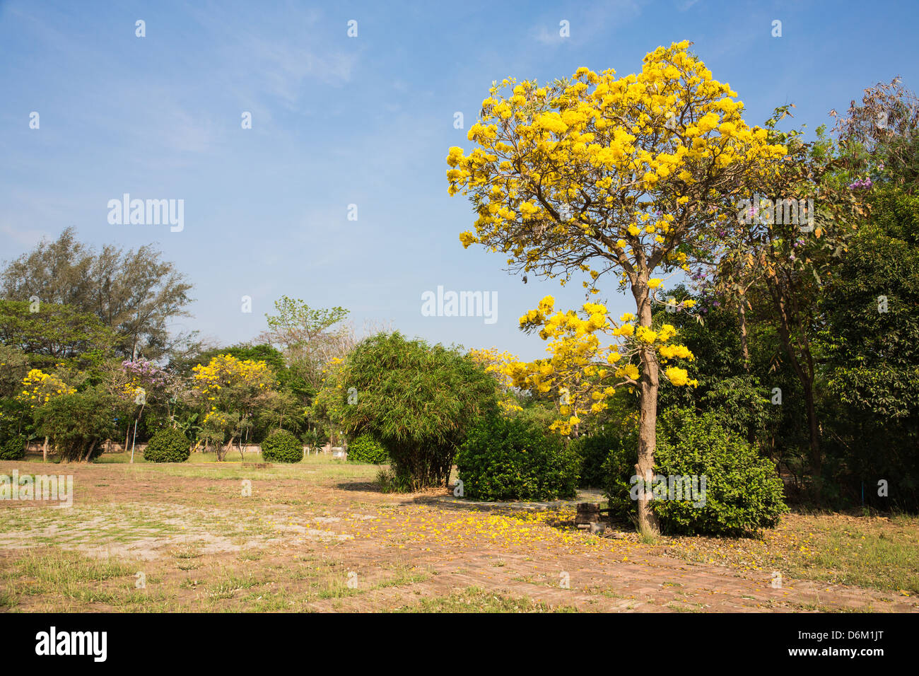 Yellow flowers thailand hi-res stock photography and images - Alamy