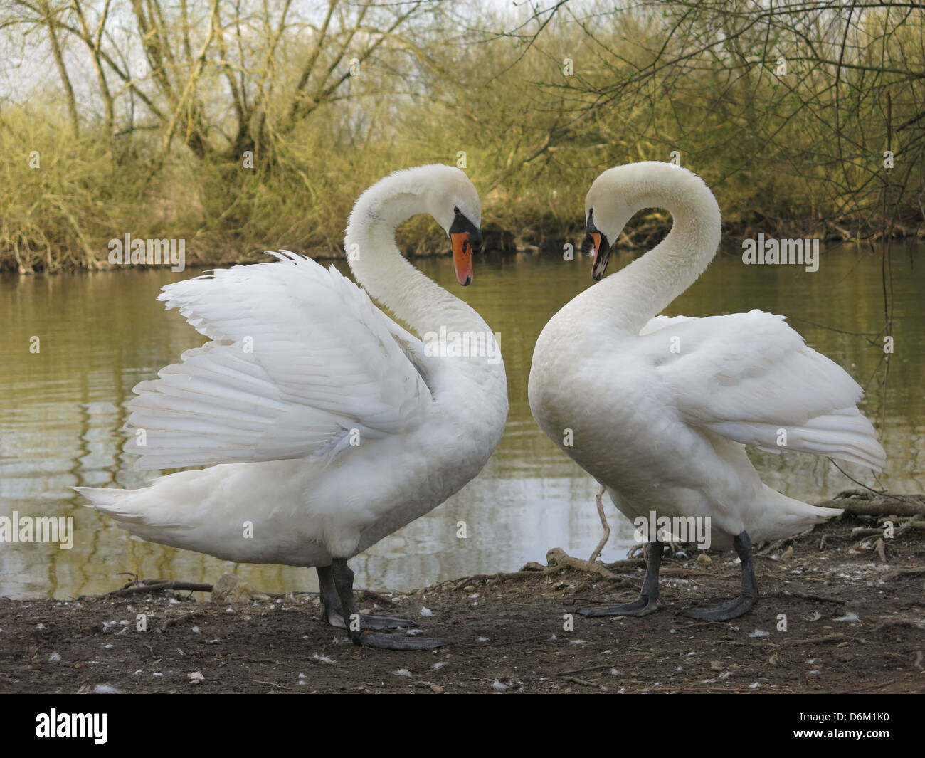 Swans Mating Ritual by The River Thames, Reading, Berkshire. Stock Photo
