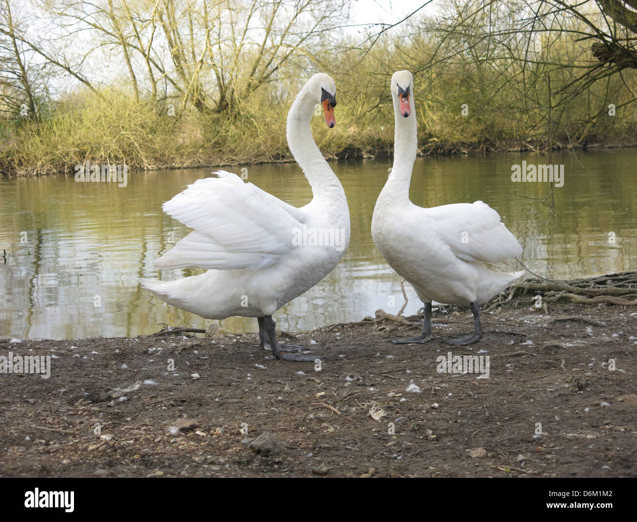 Two Swans By The River Thames Stock Photo