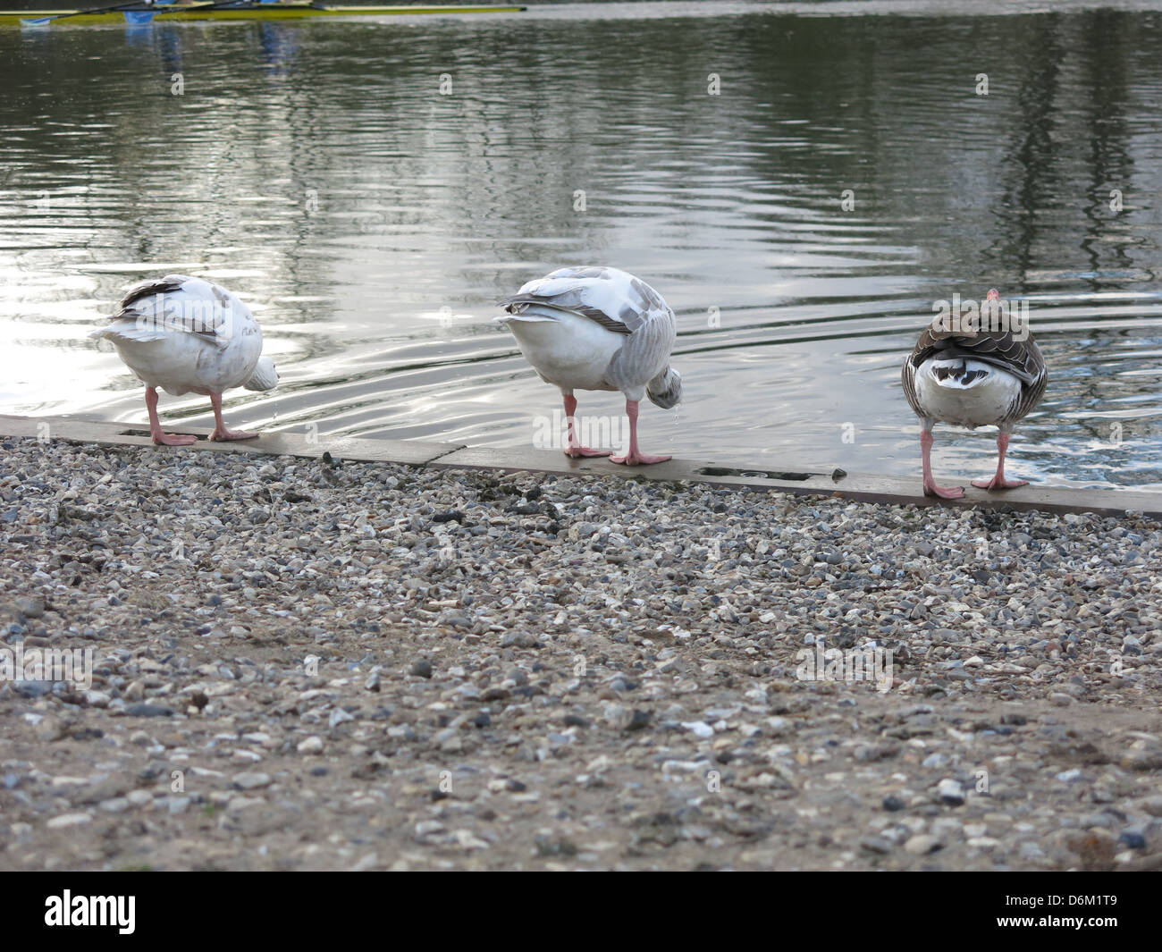Synchronised Drinking -  Geese by The River Thames April 2013 Stock Photo